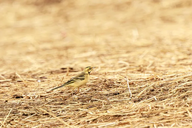 野鳥の写真
