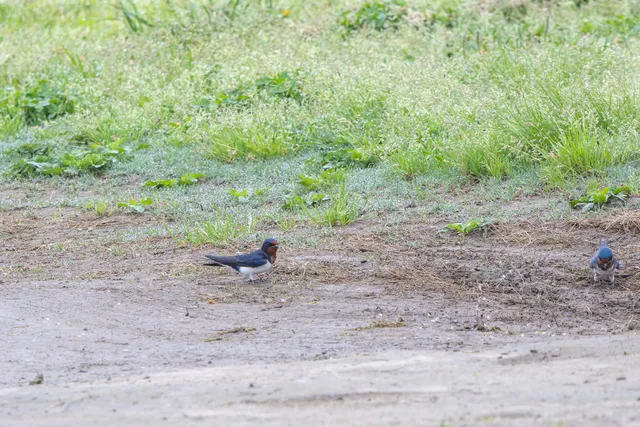 野鳥の写真