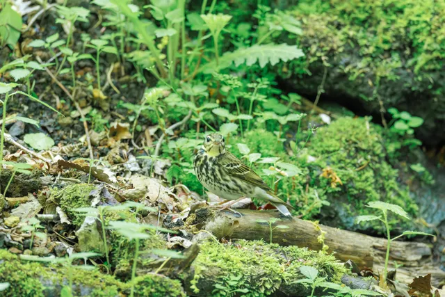 野鳥の写真