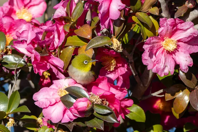 野鳥の写真