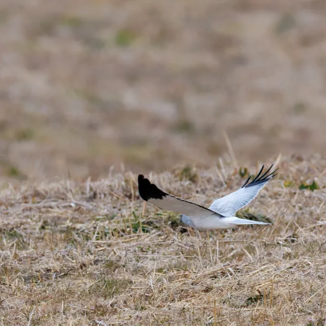 野鳥の写真