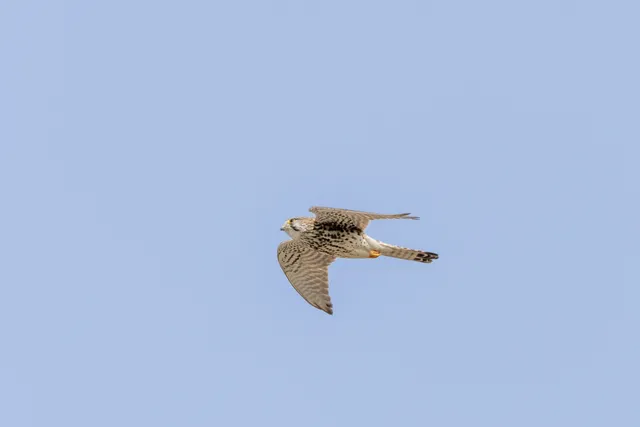 野鳥の写真