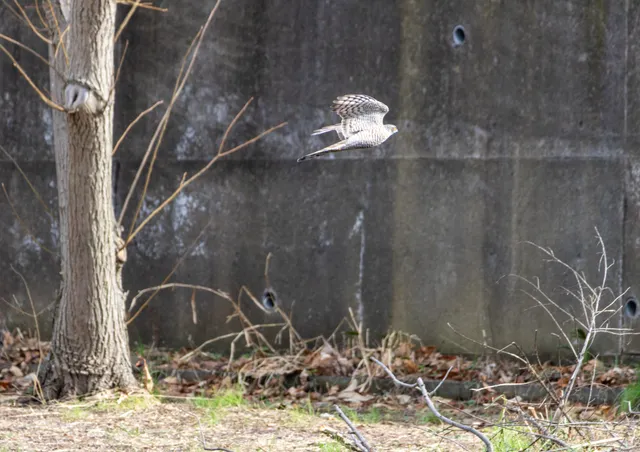 野鳥の写真