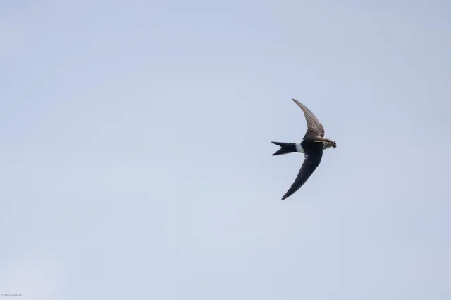 野鳥の写真