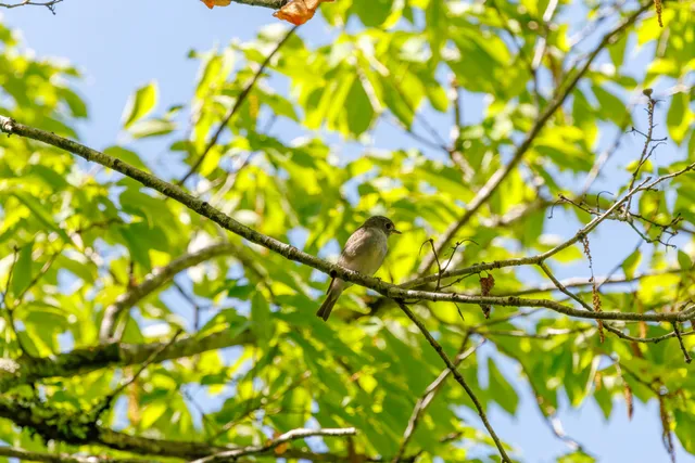 野鳥の写真