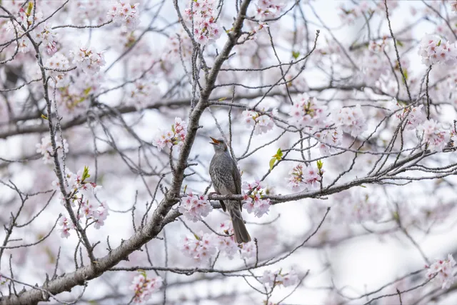 野鳥の写真