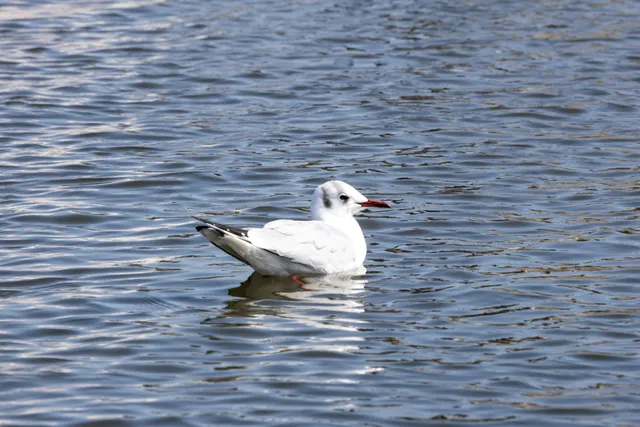野鳥の写真