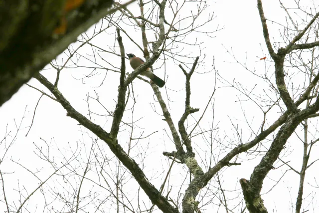 野鳥の写真