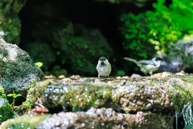 野鳥の写真