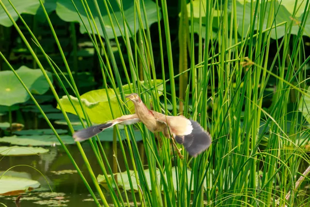 野鳥の写真
