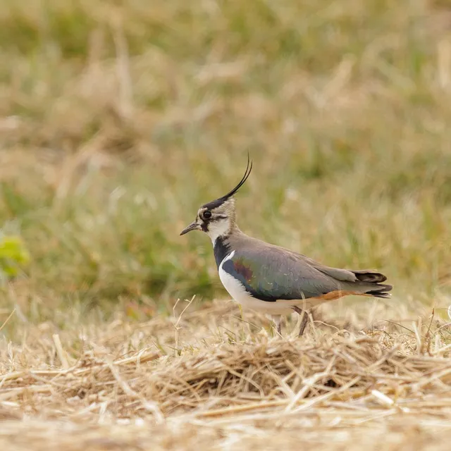 野鳥の写真