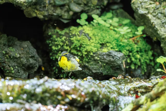 野鳥の写真