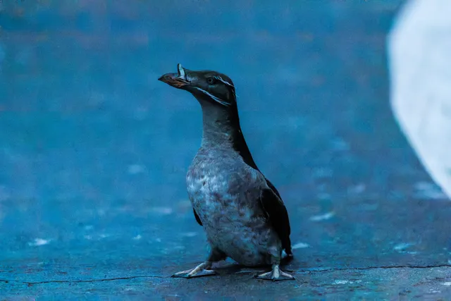 野鳥の写真
