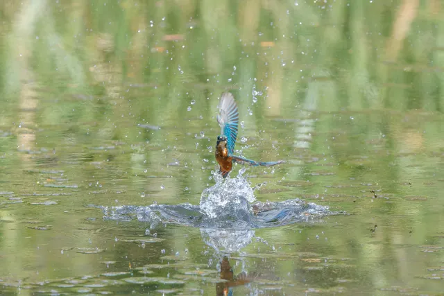 野鳥の写真
