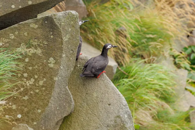 野鳥の写真