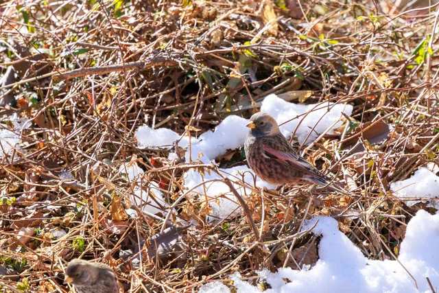 野鳥の写真