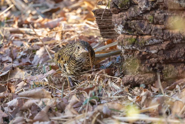 野鳥の写真