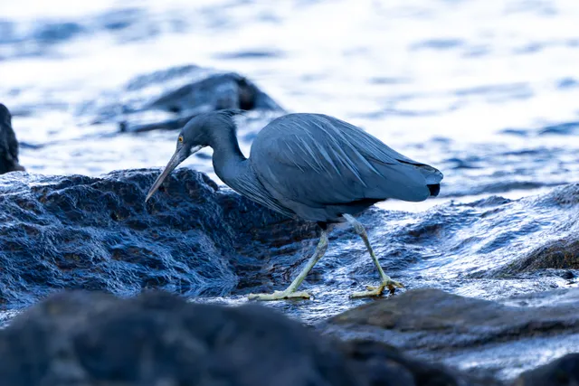 野鳥の写真