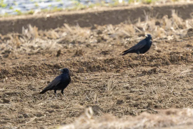 野鳥の写真