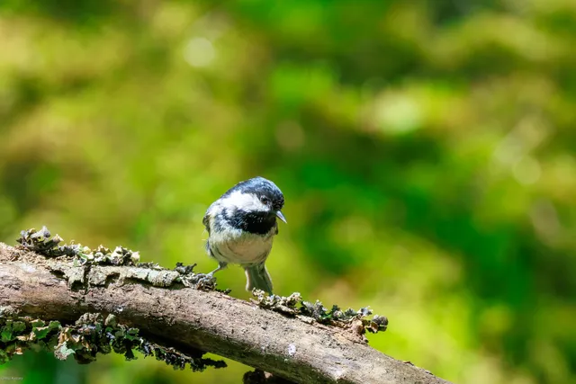 野鳥の写真