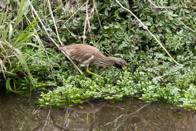 野鳥の写真