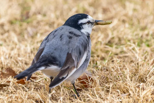 野鳥の写真