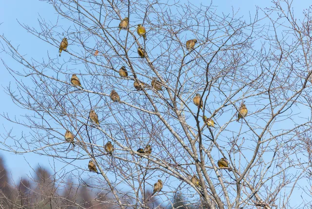 野鳥の写真