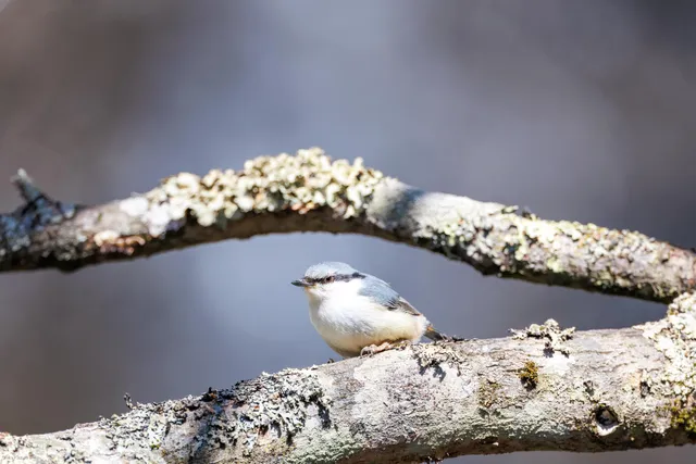野鳥の写真