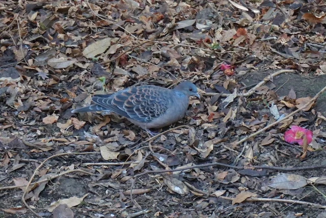 Species Image