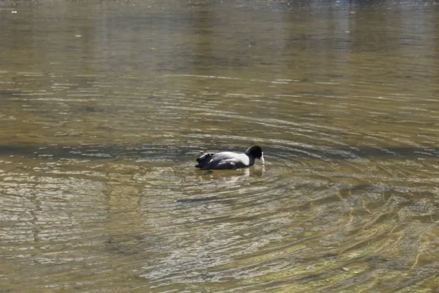 Species Image