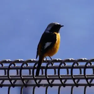 Species Image