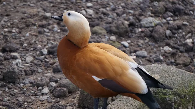 Species Image