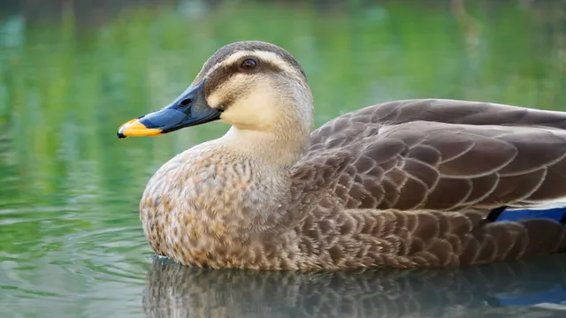 Species Image