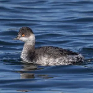 Species Image