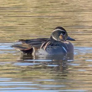 Species Image