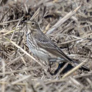 Species Image