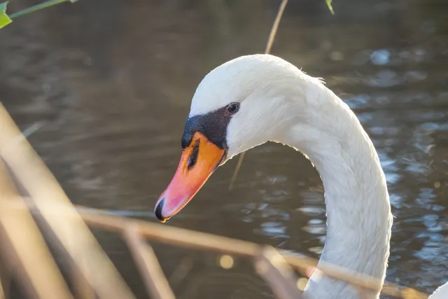 Species Image