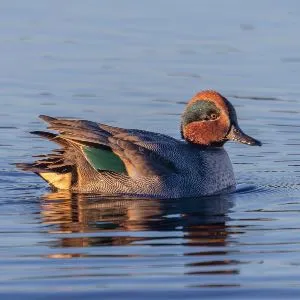 Species Image