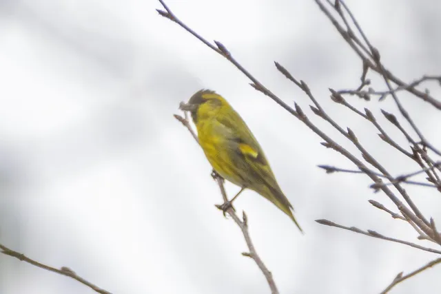 Species Image