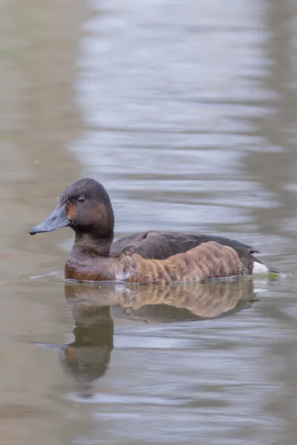 Species Image