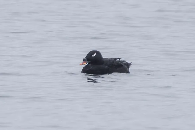 Species Image