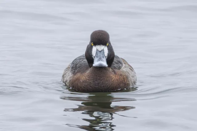Species Image