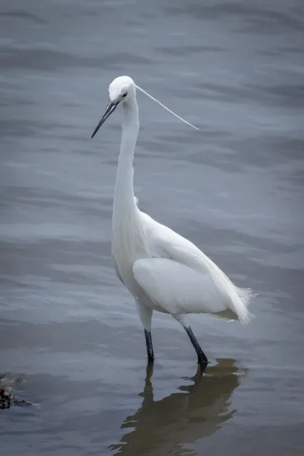 Species Image