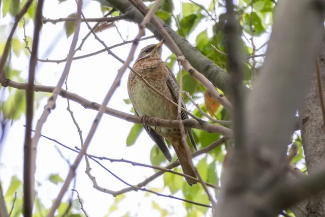 Species Image
