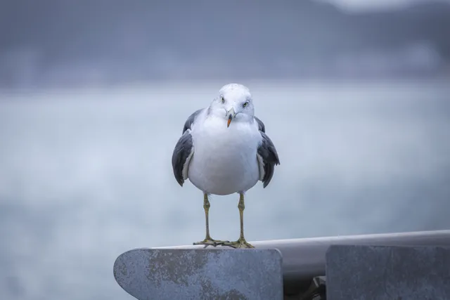 Species Image