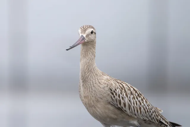Species Image