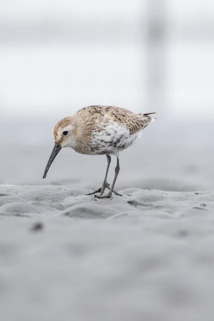 Species Image