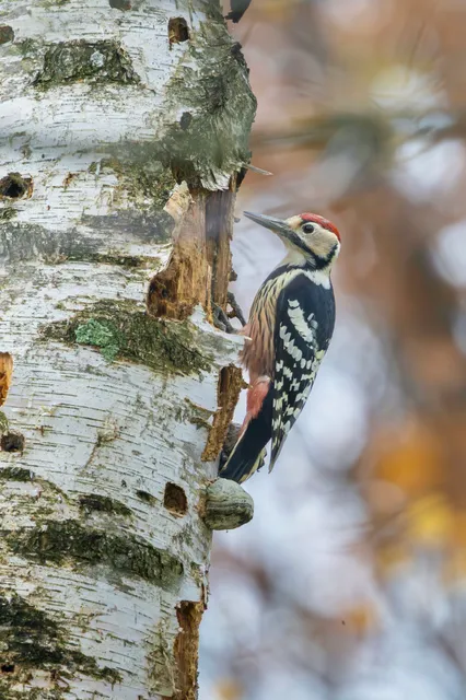 Species Image