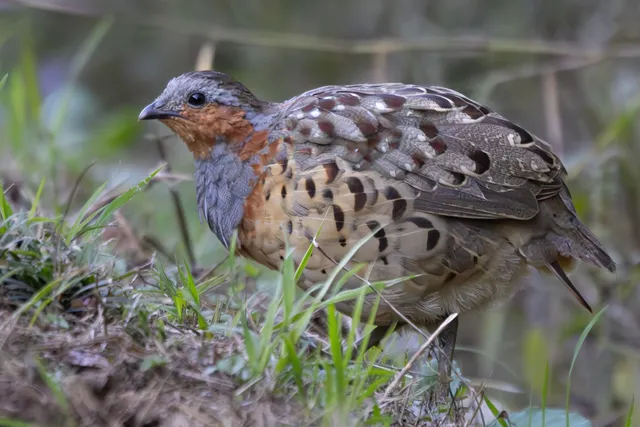 Species Image