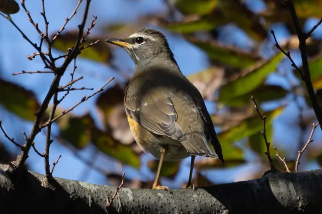 Species Image